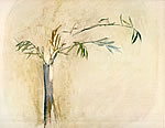 still life with olive branch