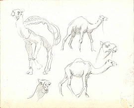 drawing studies of camels