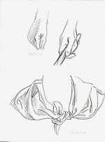 drawing studies of the hand of Judith and of the drapery of Shulamith’s lover